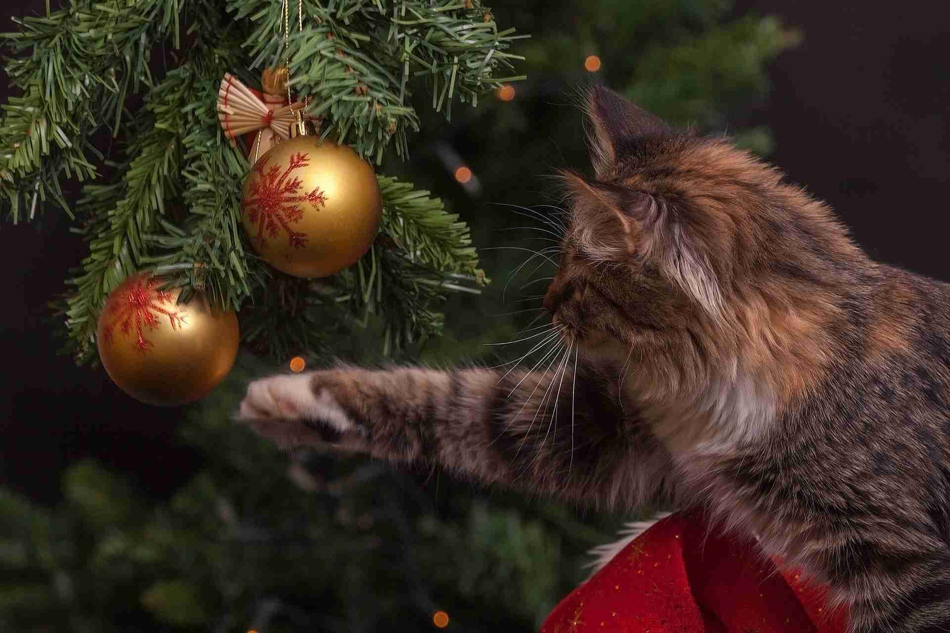 Keeping Your Animals Safe During the Holiday Season
