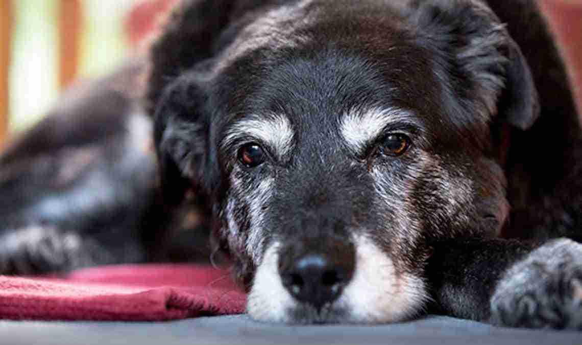The oldest dog in the world: the story of Maggie