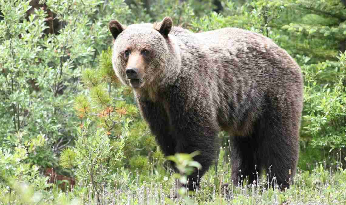 Preservare gli orsi: prudenza e conoscenza da parte dell'uomo