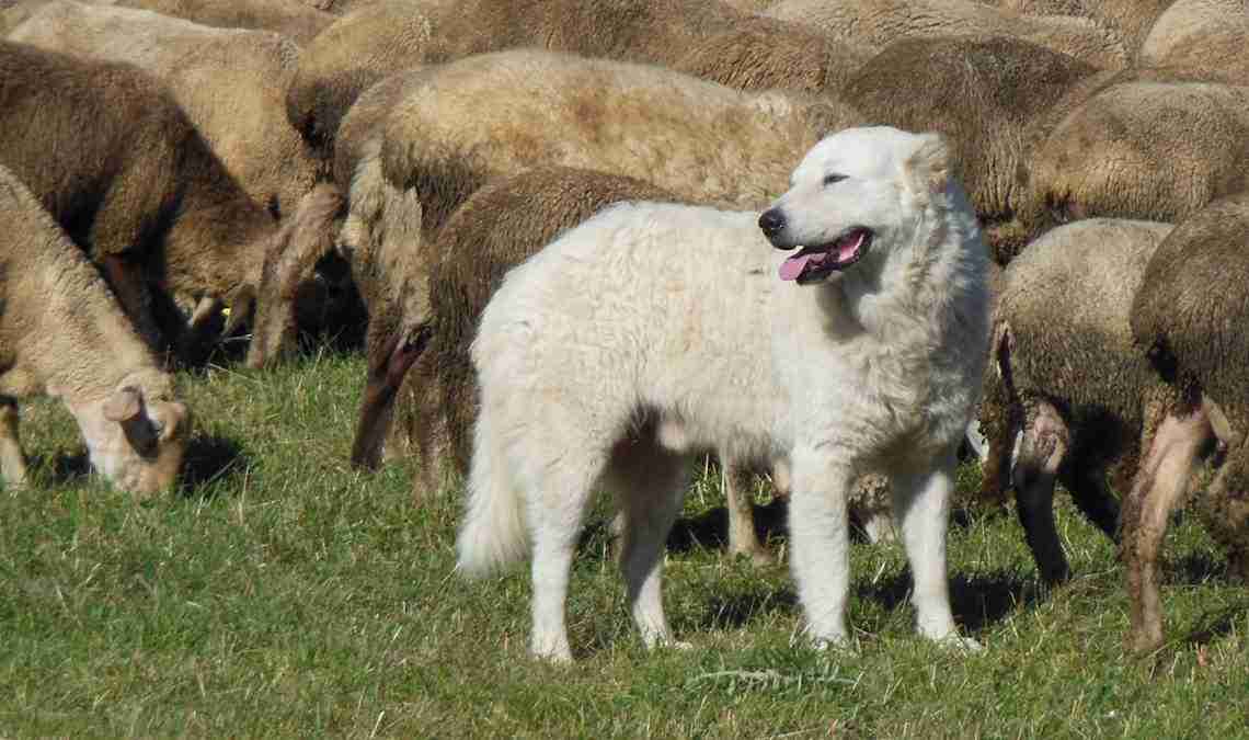 Il pastore maremmano abruzzese, alleato di greggi e pastori
