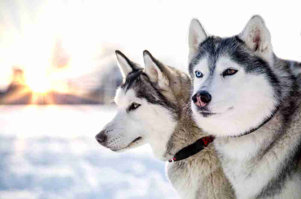 Dogs and wolves compared: did domestication make d...