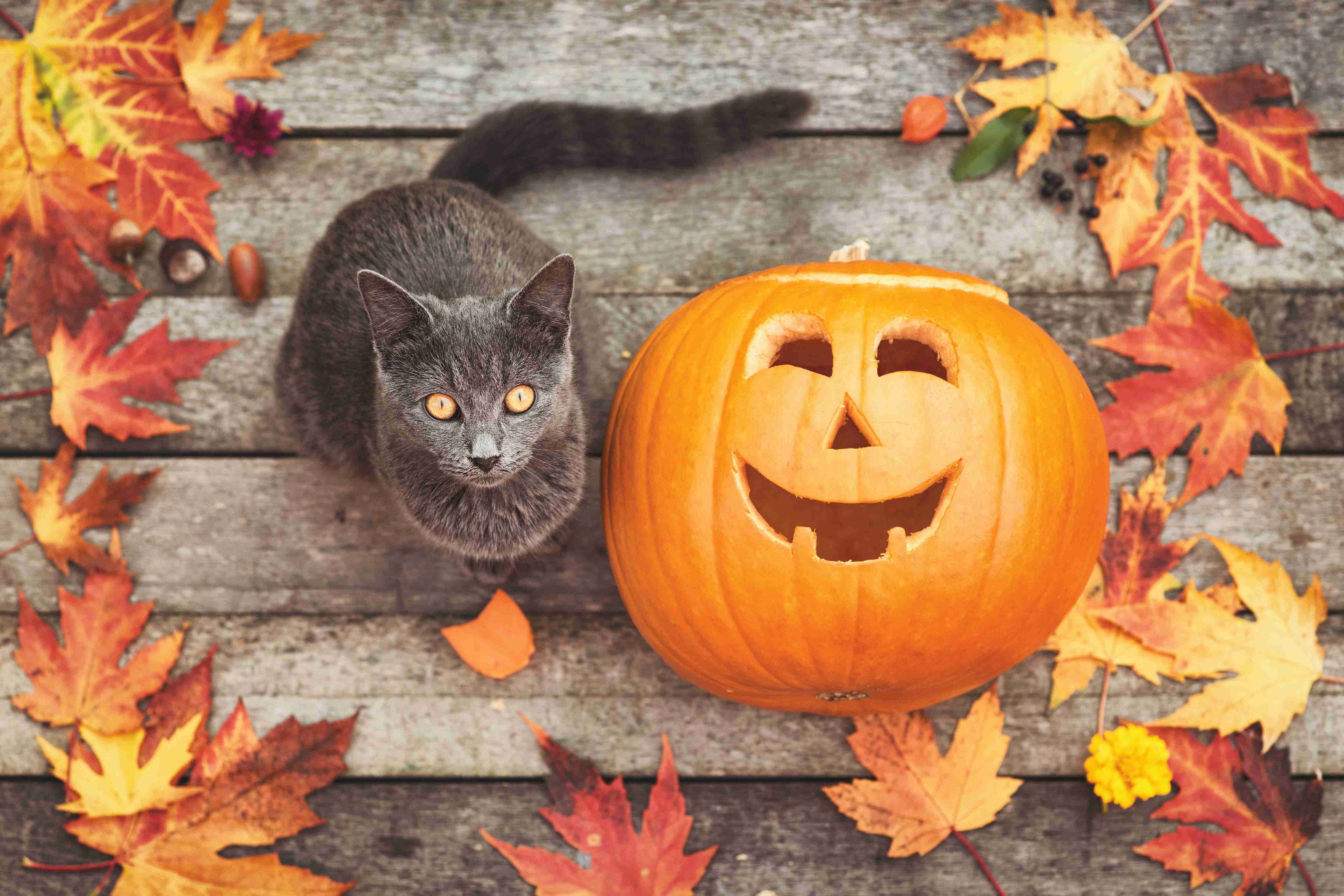 Die Tierarzt-Ecke: Hier ein kleiner Ratgeber, um mit deiner Katze glücklich durch den Herbst zu kommen!
