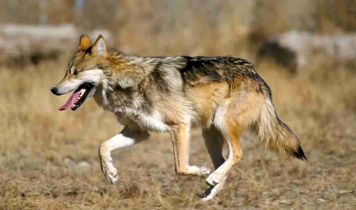 Il sonno dei cani: le differenze con i lupi