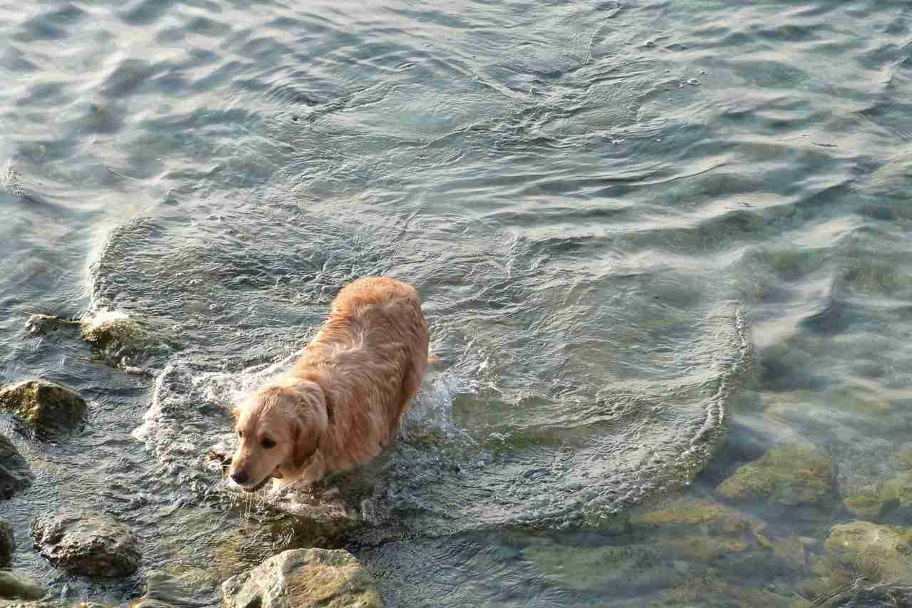 Kunnen honden zwemmen?