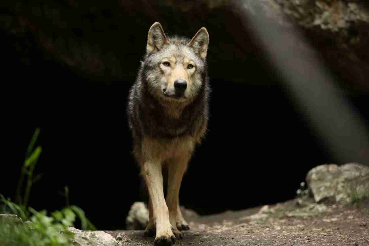 Von Just Freedom zu "The Promise": der Wolf in der Welt von Almo Nature