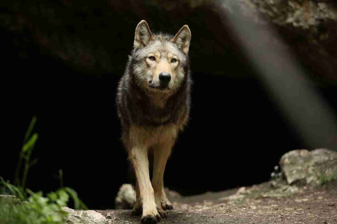 De Just Freedom a The Promise: el lobo en el mundo...