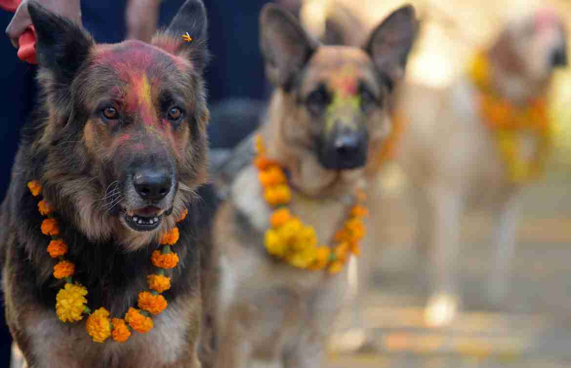 Kukur Tihar: festivalen som hedrar hundar