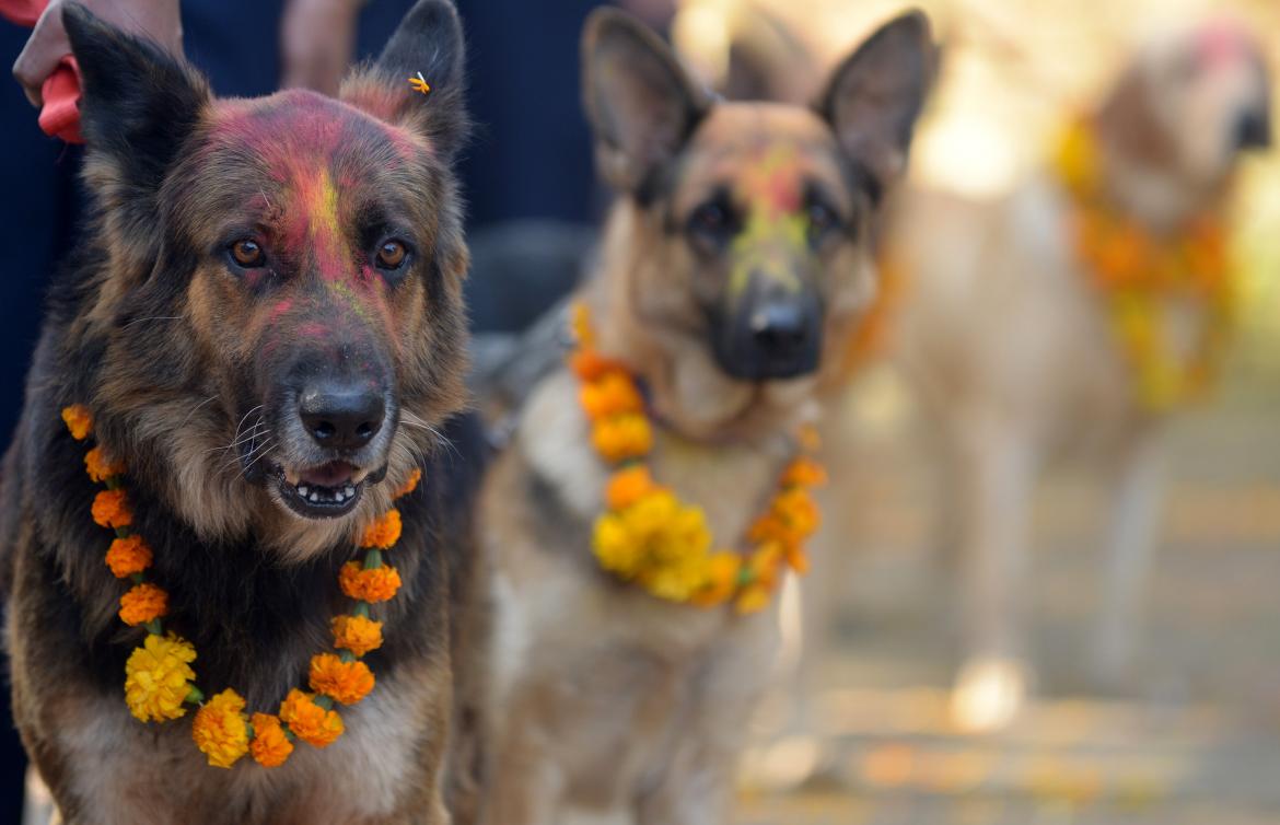 Kukur Tihar: festivalen som hedrar hundar