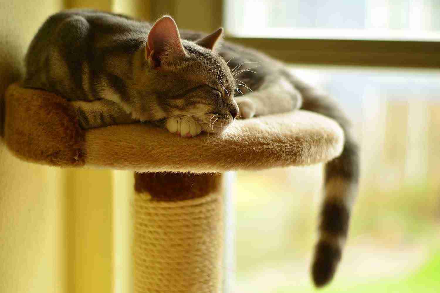 Cats scratching: how to avoid unpleasant surprises