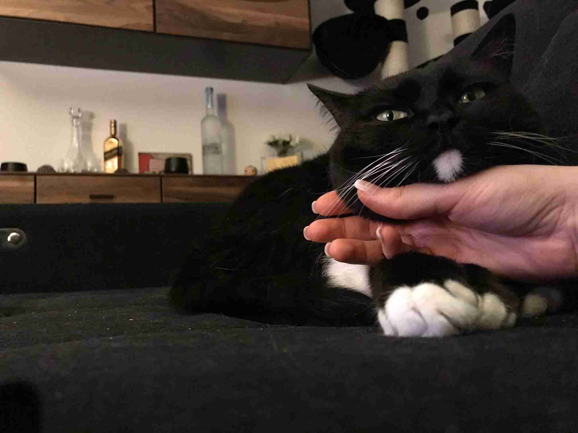 Customer story: The ‘Legend' of Luna the cat