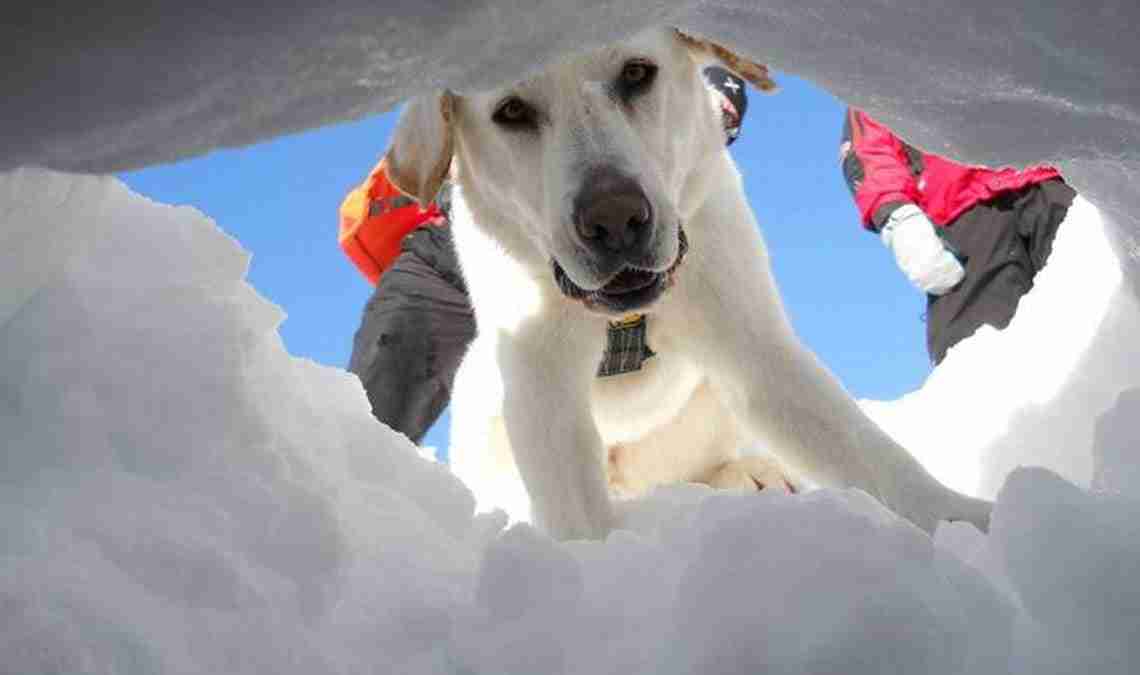 Avalanche dogs: complex training for rescue at high altitude