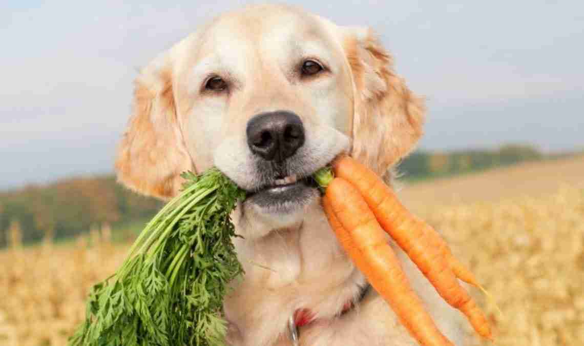 Dieta vegetariana para gatos y perros