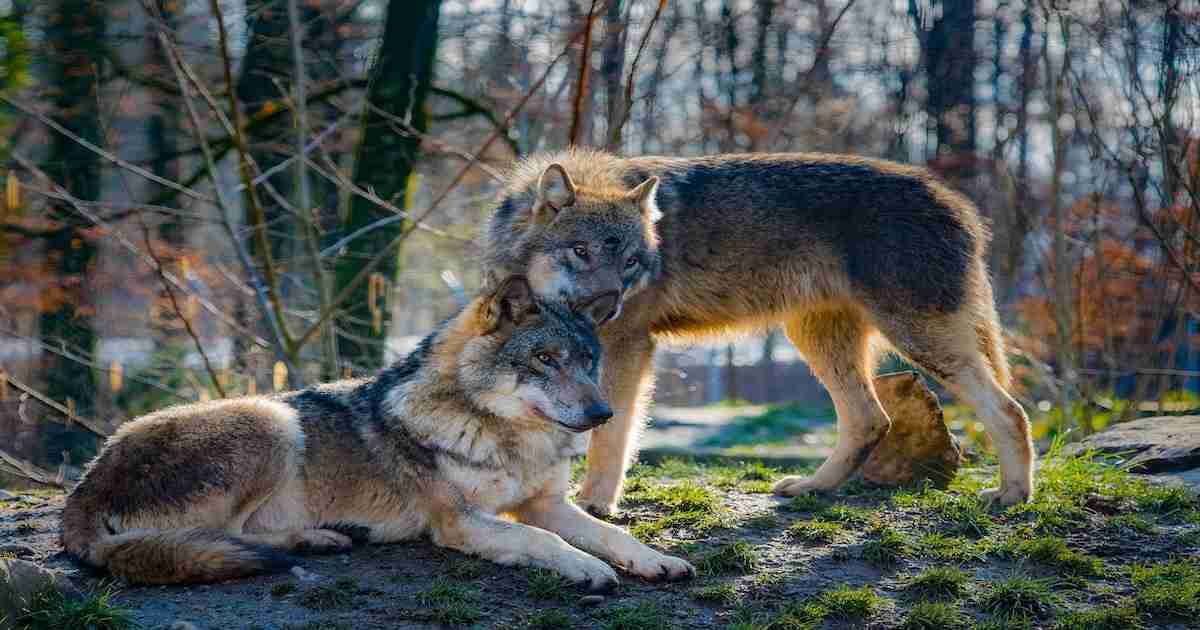 Schutz von Wölfen und Züchtern: Das Projekt LIFE Wolfalps