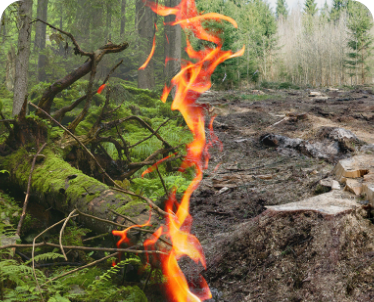 L'Unione Europea deve proteggere le foreste, non bruciarle per ricavarne energia