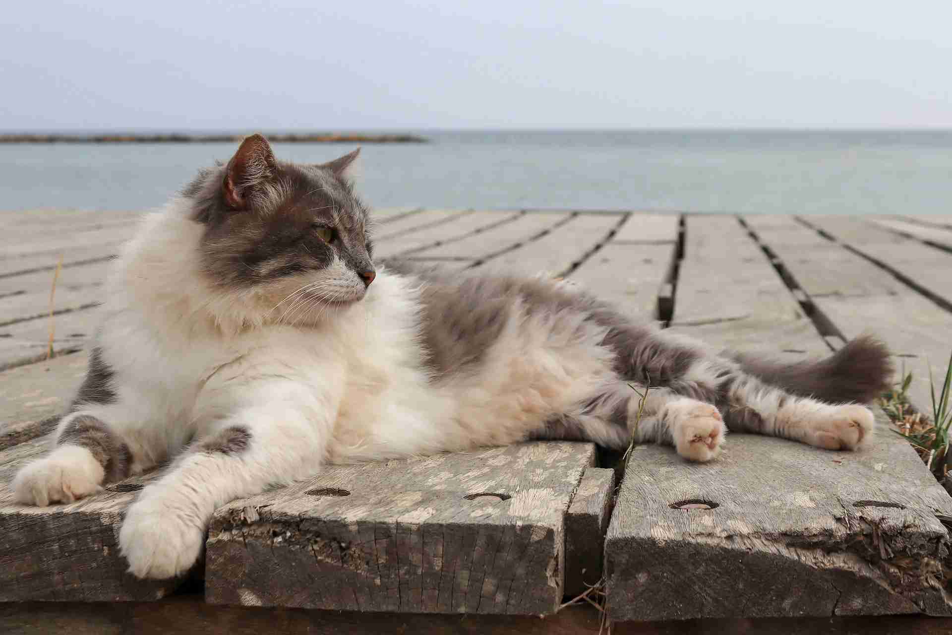 Portare il gatto in vacanza: cosa fare?