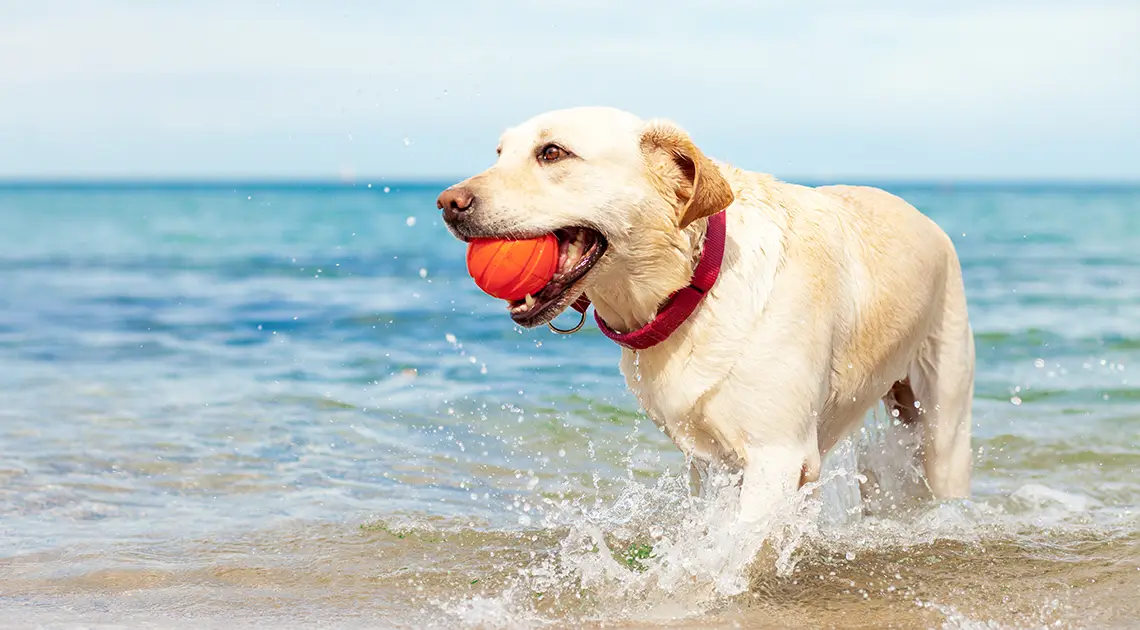 Emmener son chien en vacances : que faire ?