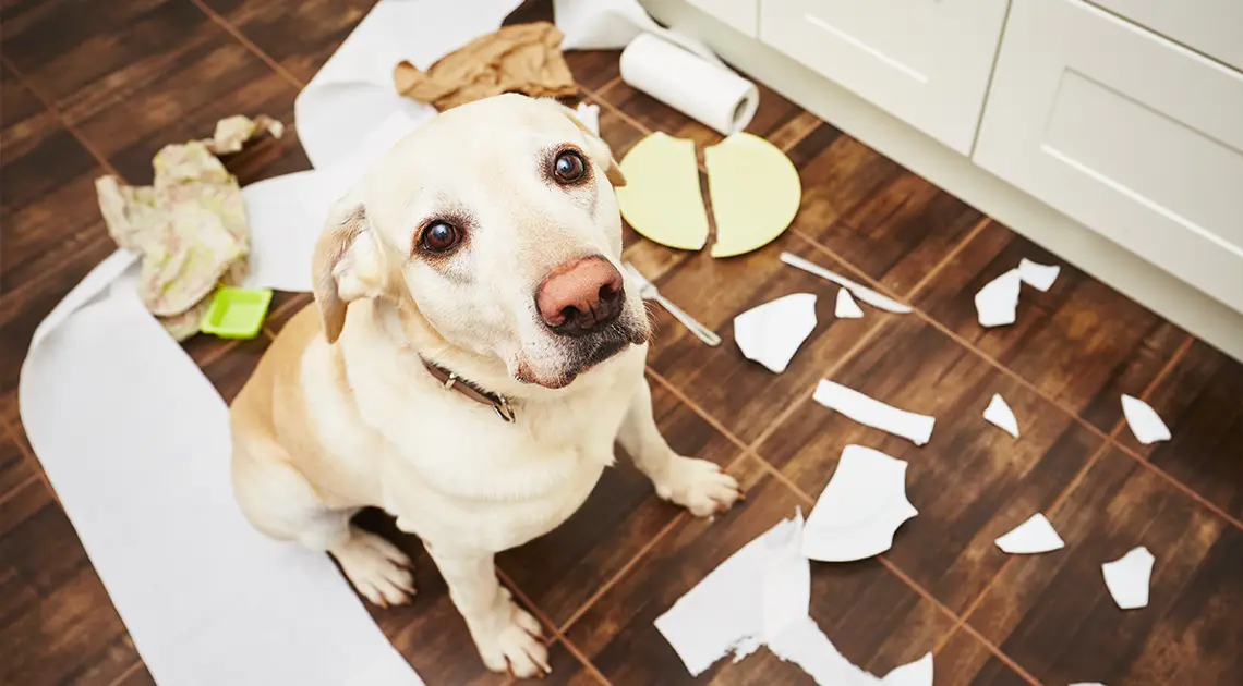 Hunde alleine zu Hause: 9 Tipps zur Prävention kleiner Desaster