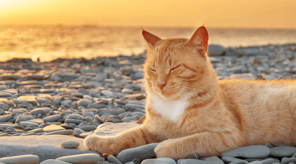 Portare il gatto in vacanza o lasciarlo a casa? Le 3 possibili soluzioni della veterinaria comportamentalista