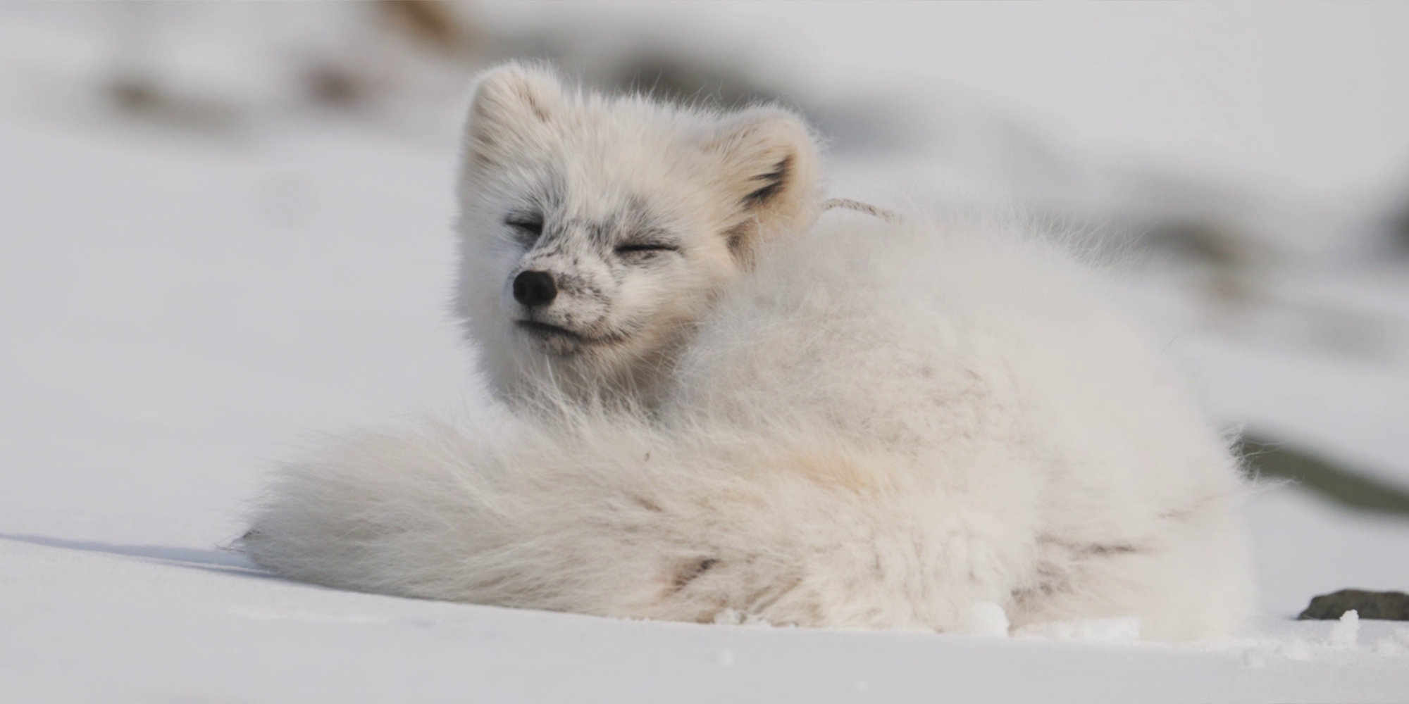 Habitat. The currents in and above the European At...