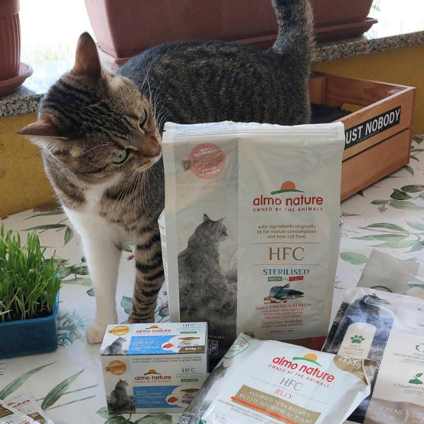 Il gatto e il linguaggio del corpo: come capire i ...